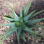 Aloe parvula