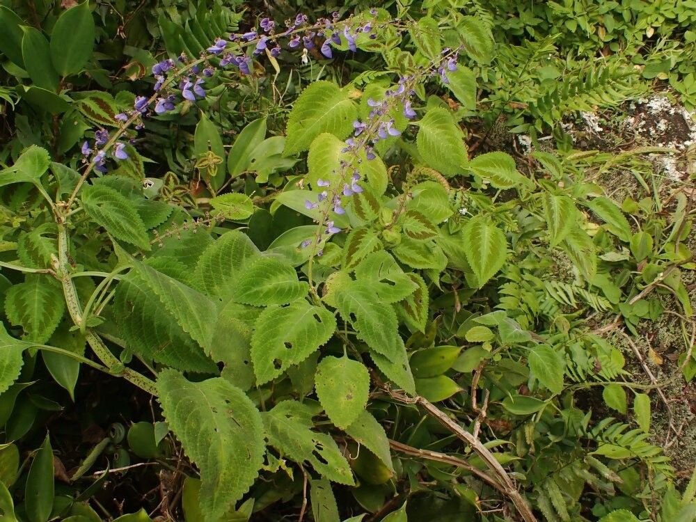 Coleus mannii — houseplant care guide