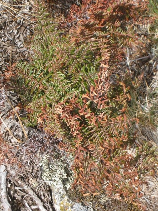 Hemionitis quadripinnata habit