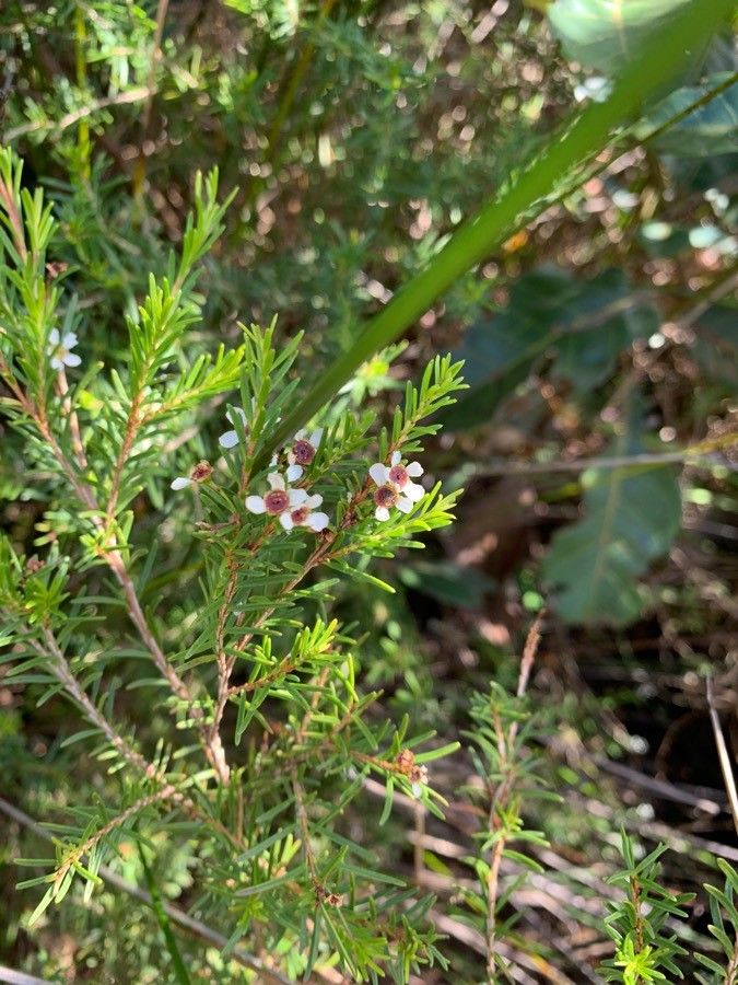 Sannantha leratii other