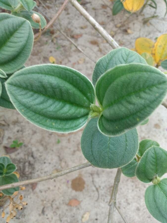 Tibouchina clavata leaf