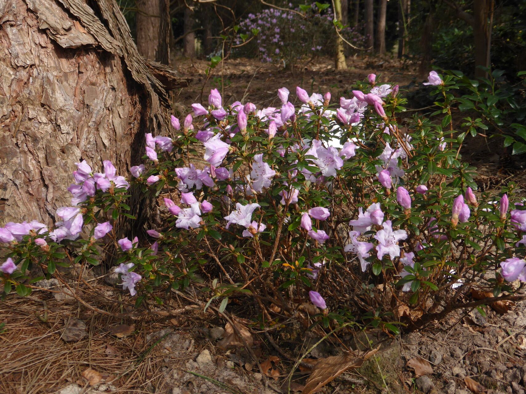 Rhododendron pemakoense habit