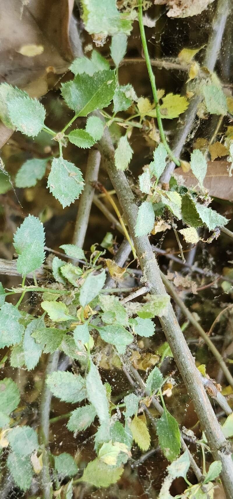 Prunus microcarpa bark