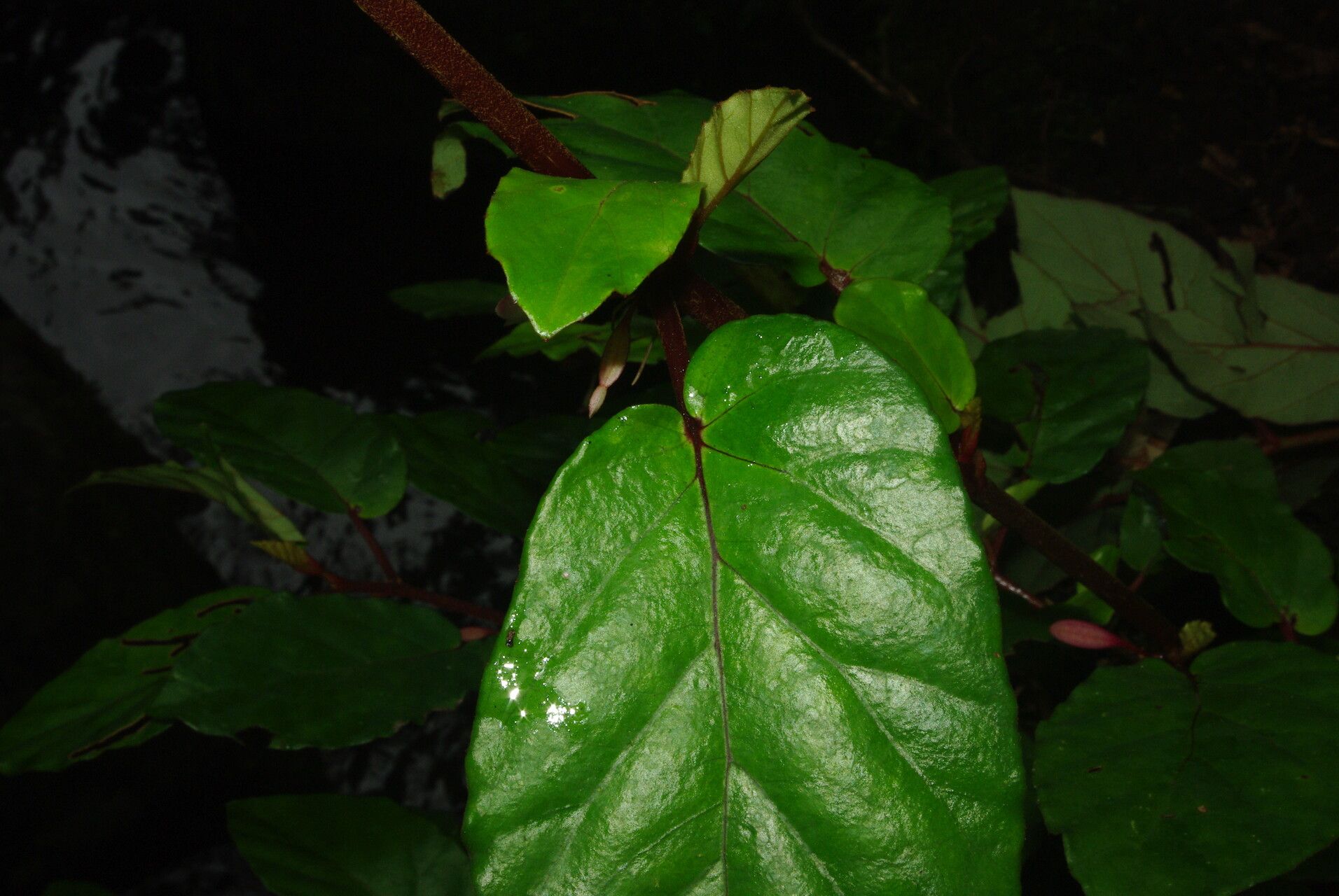 Begonia fusialata — houseplant care guide