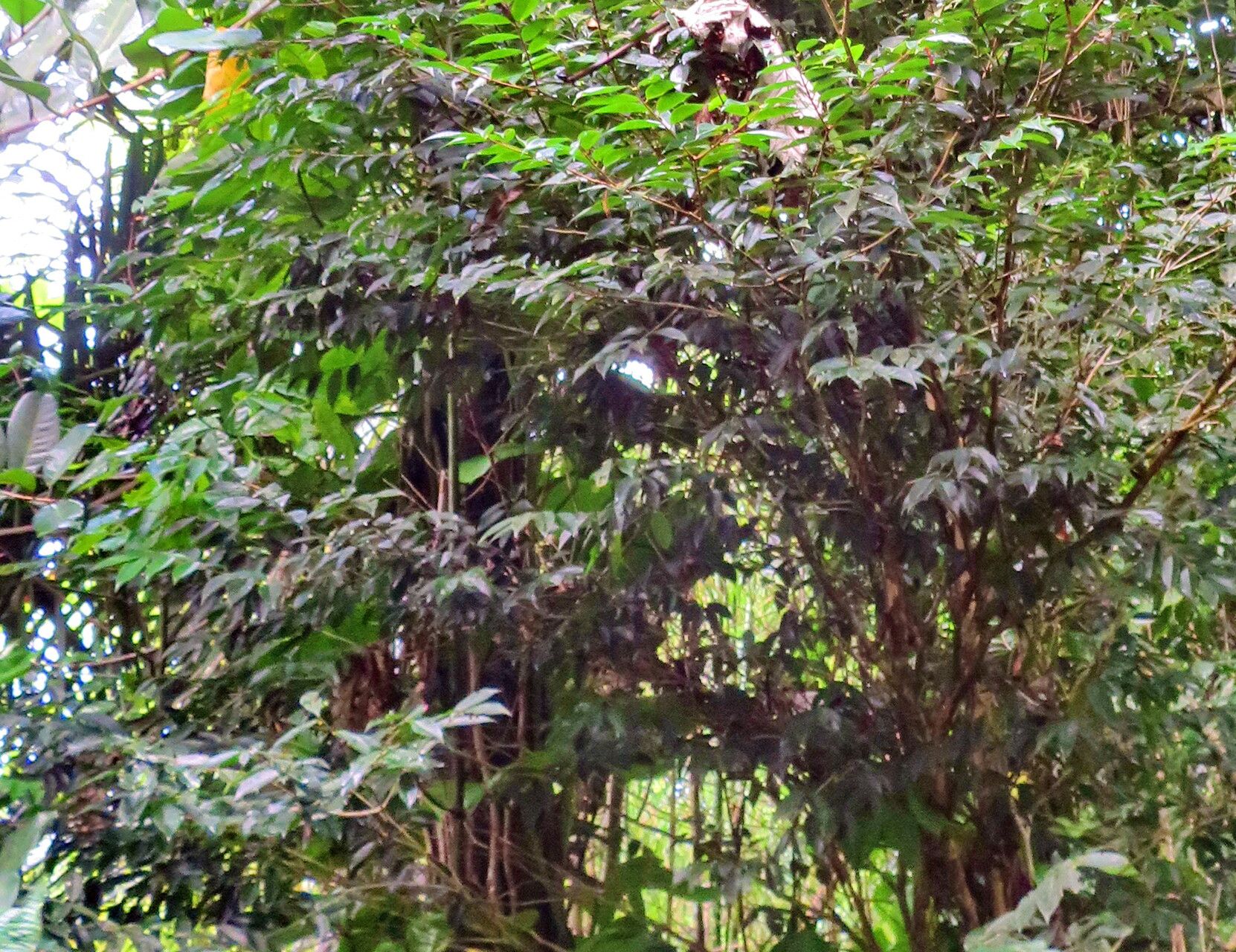 Protium attenuatum habit