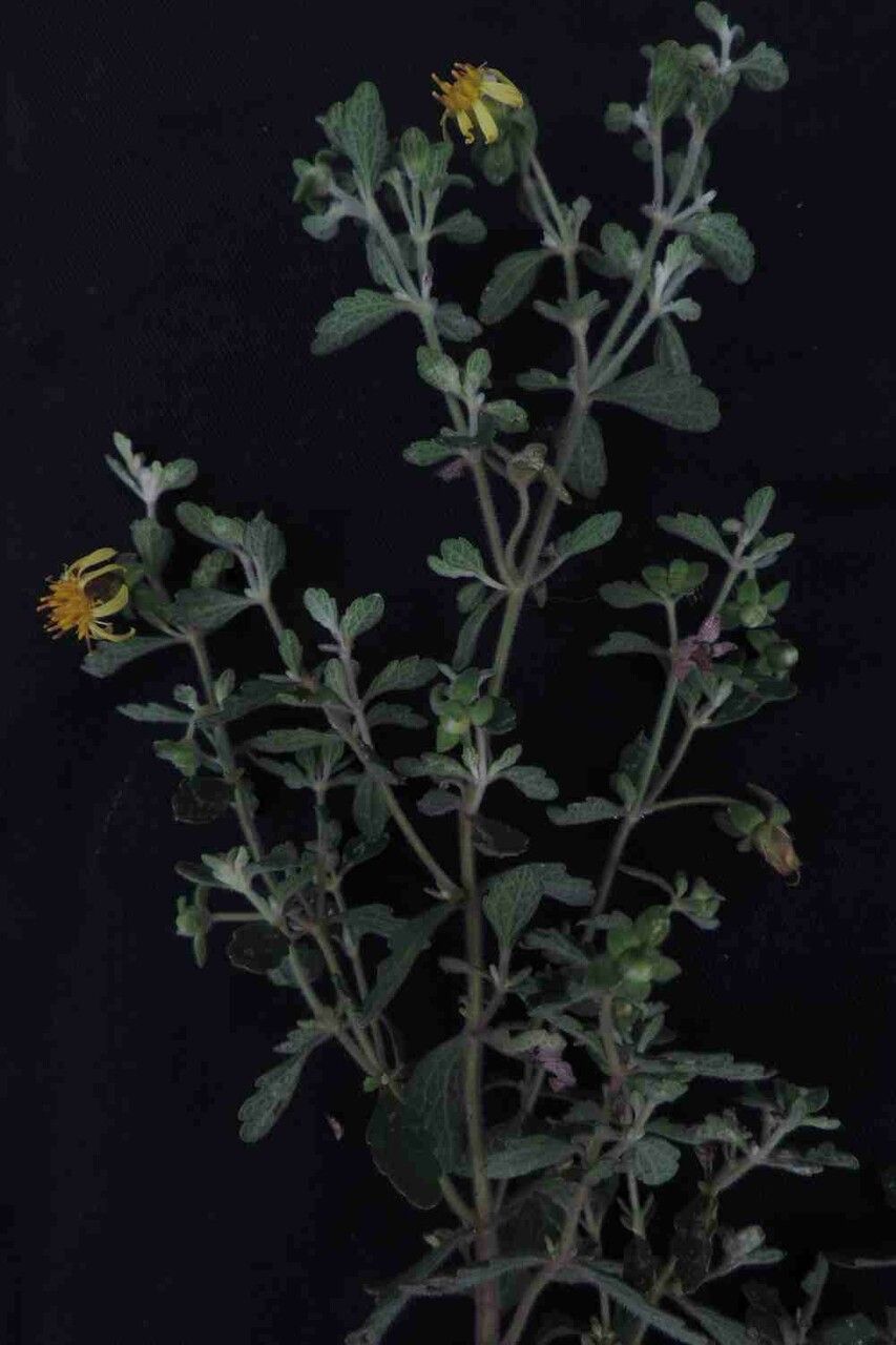 Calea teucriifolia flower