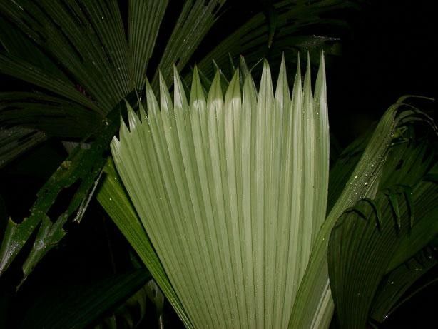 Carludovica sulcata leaf