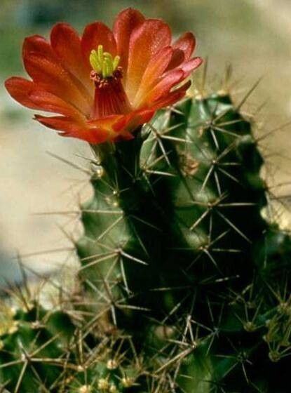 Echinocereus salm-dyckianus — search result for 'Echinocereus'