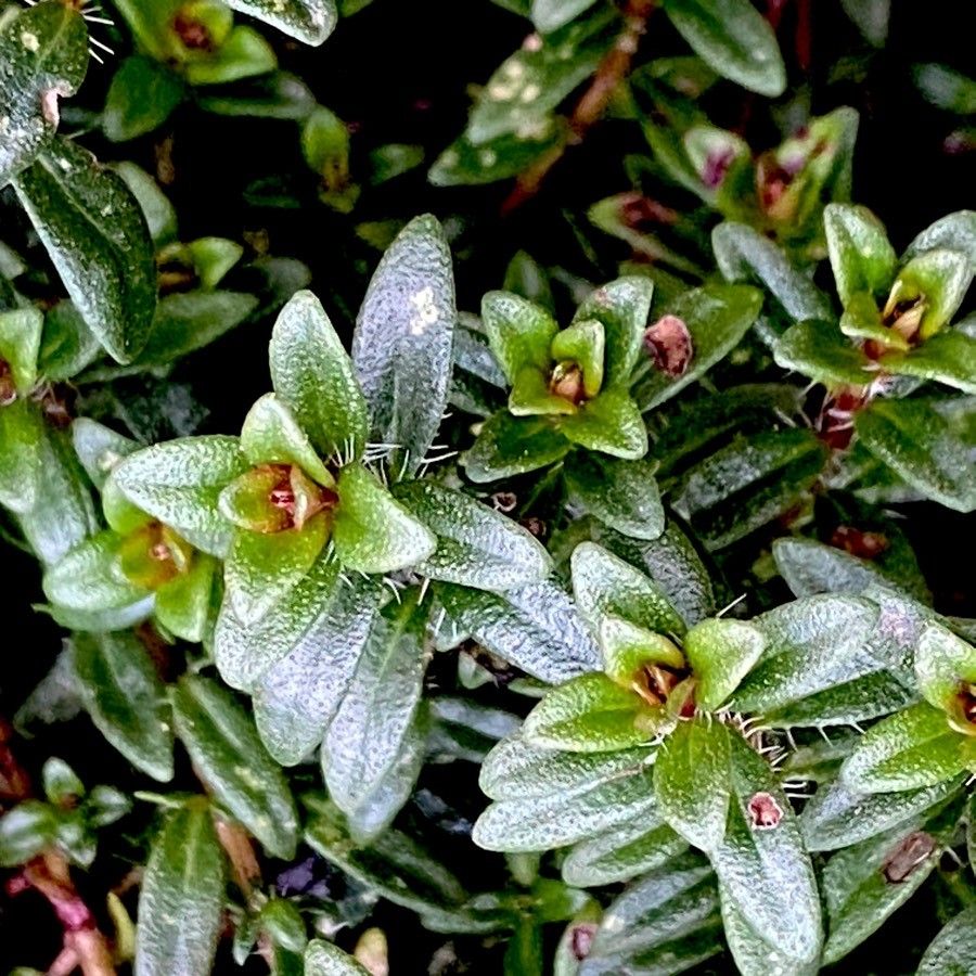 Thymus nervosus leaf