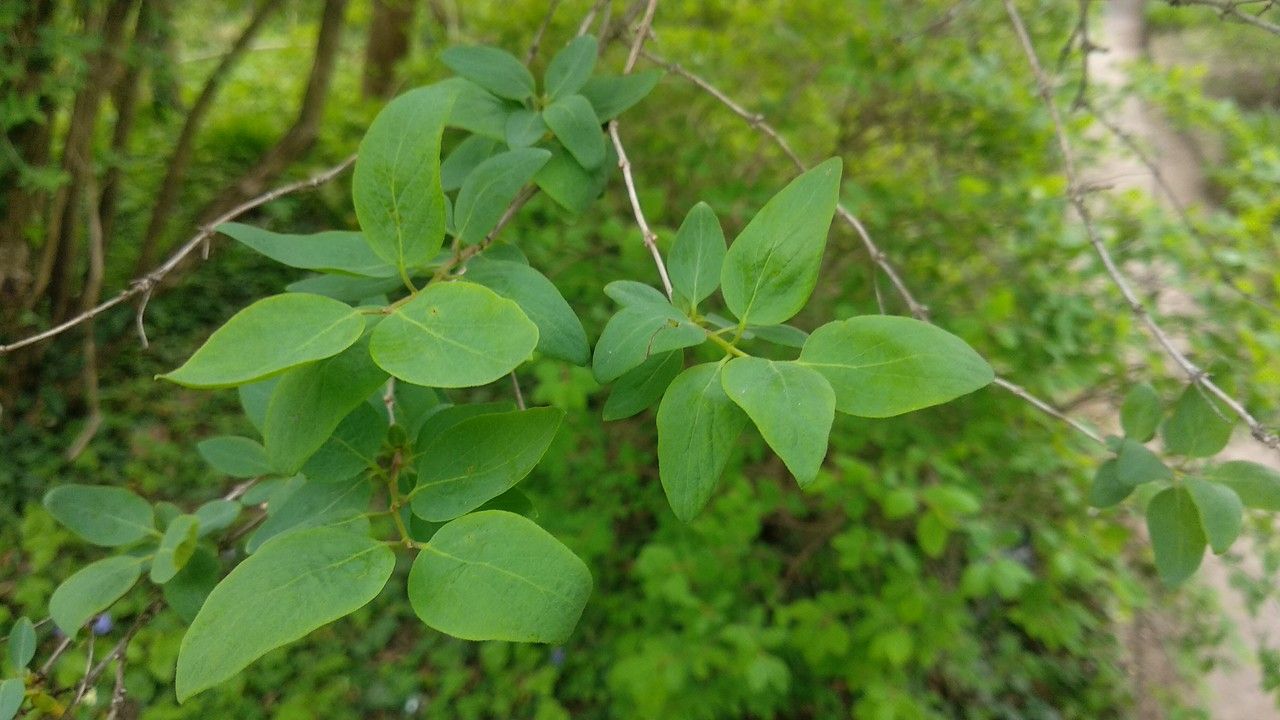 Lonicera korolkowii leaf