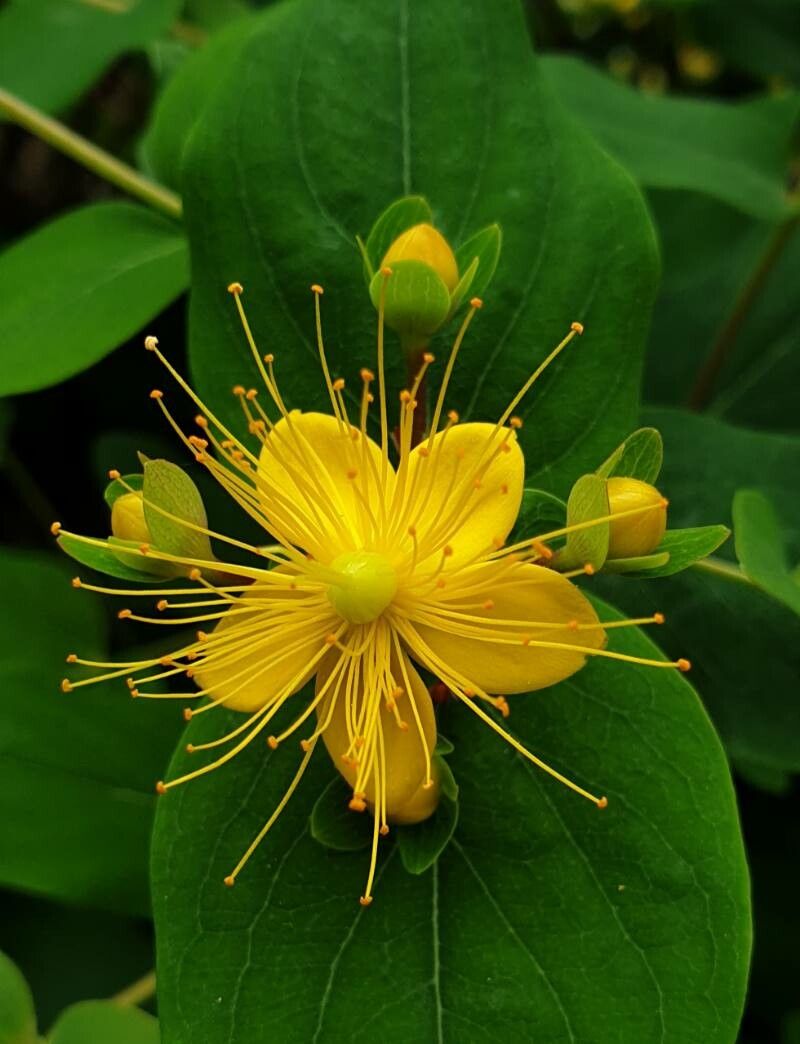 Hypericum grandiflorum flower