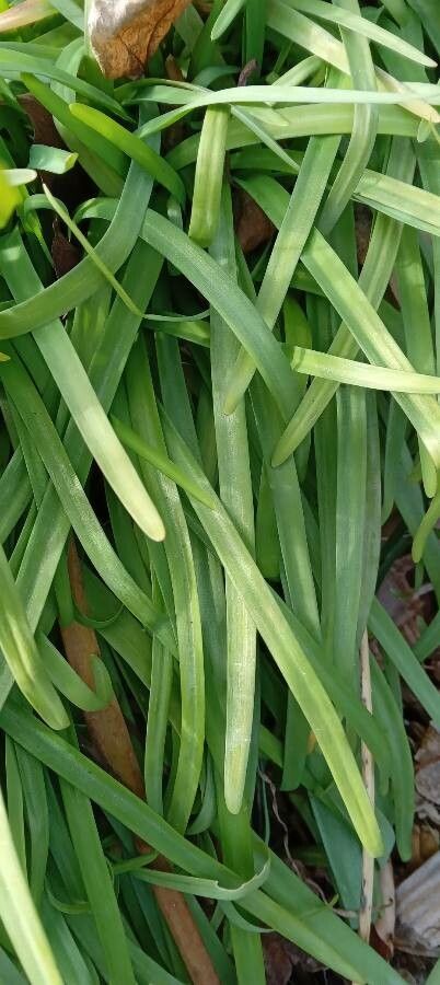 Tristagma uniflorum — search result for 'Asparagaceae'