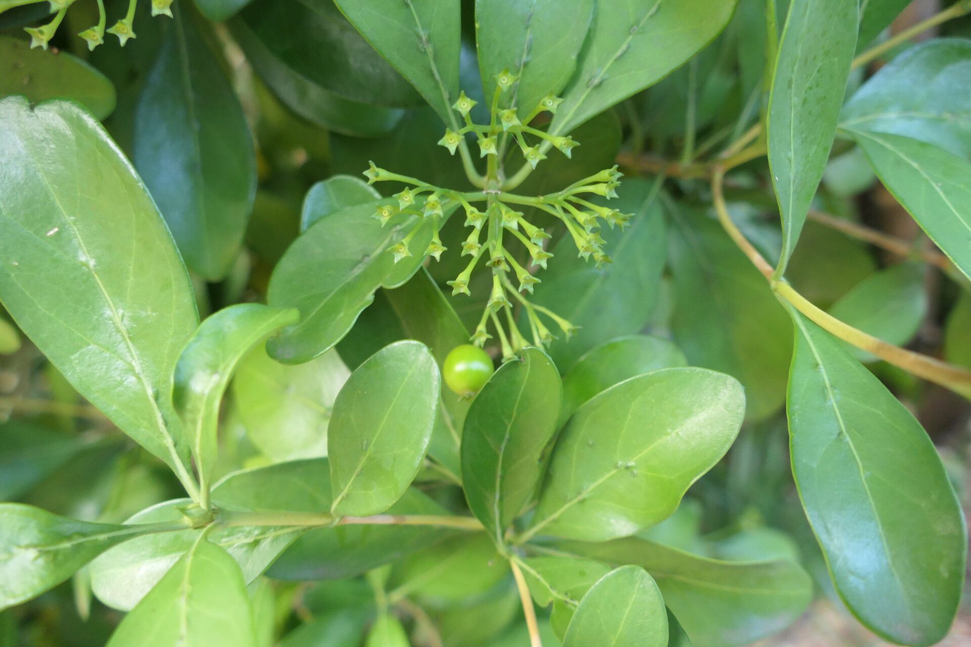 Pavetta revoluta flower