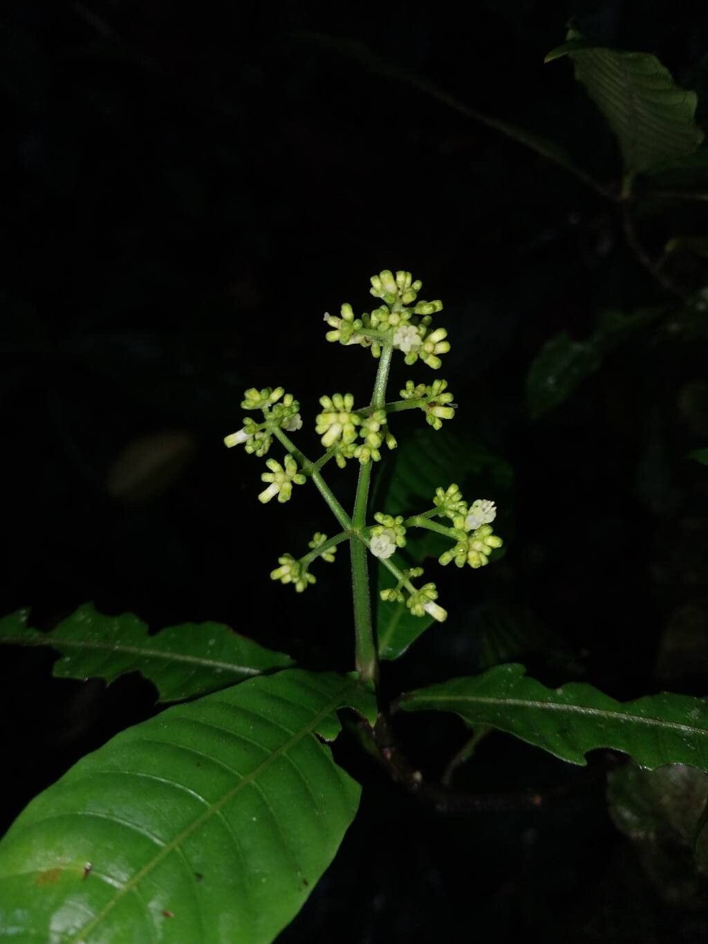Psychotria jimenezii flower