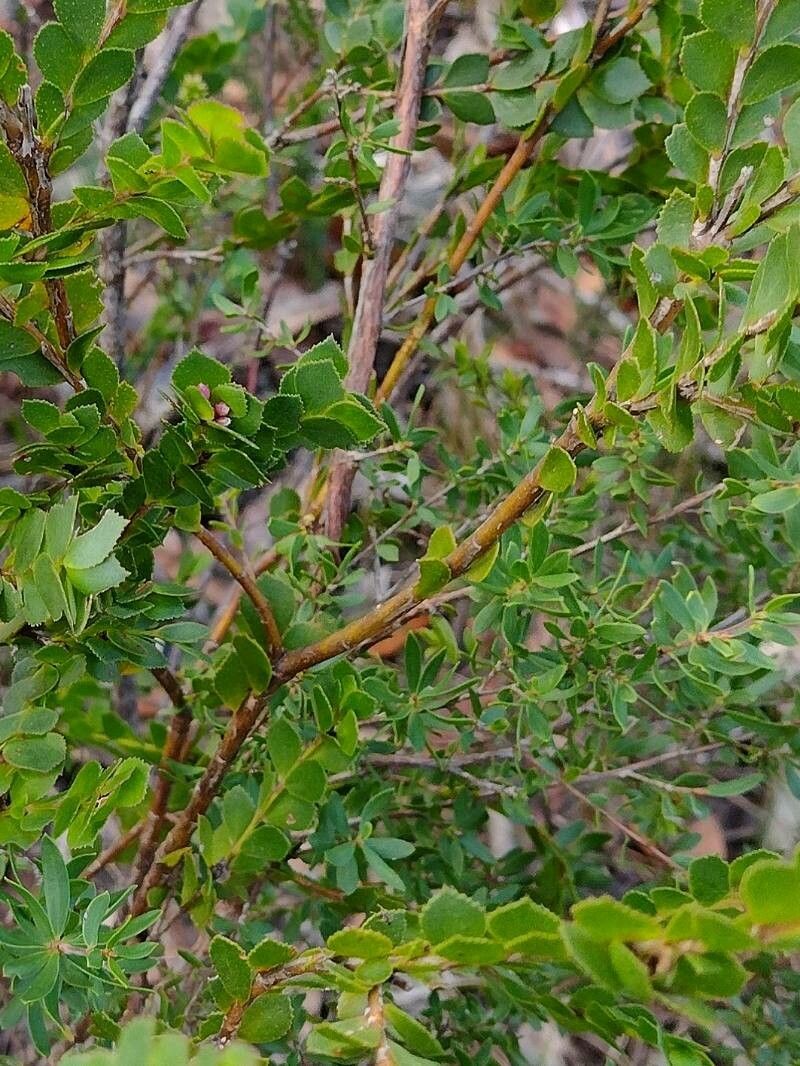 Boronia serrulata leaf