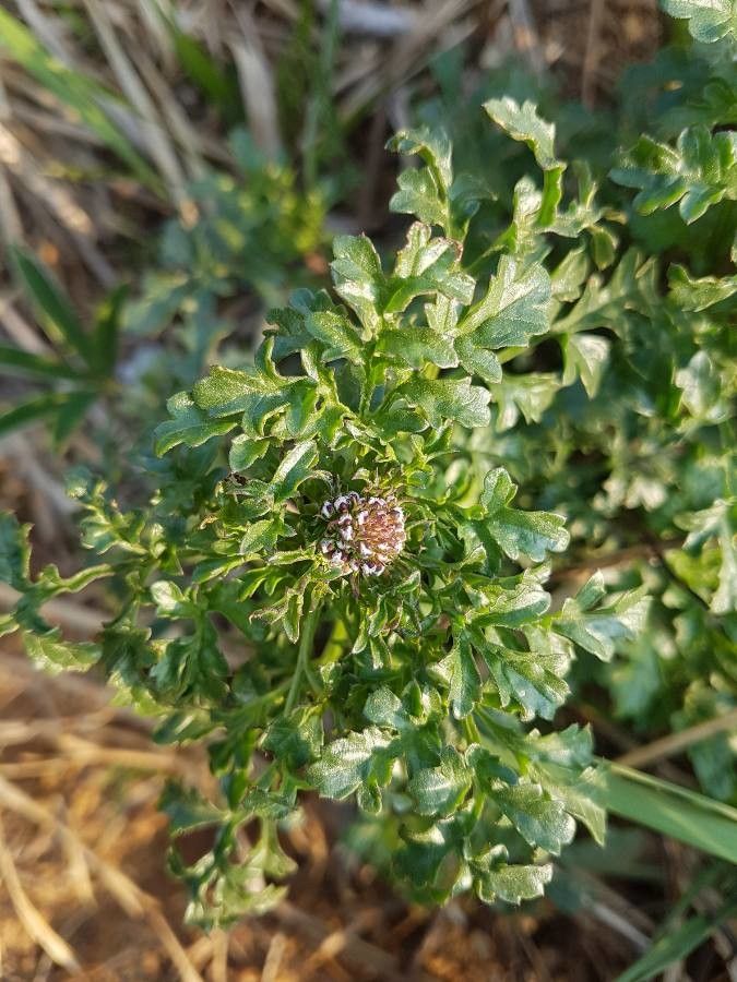 Scrophularia canina leaf