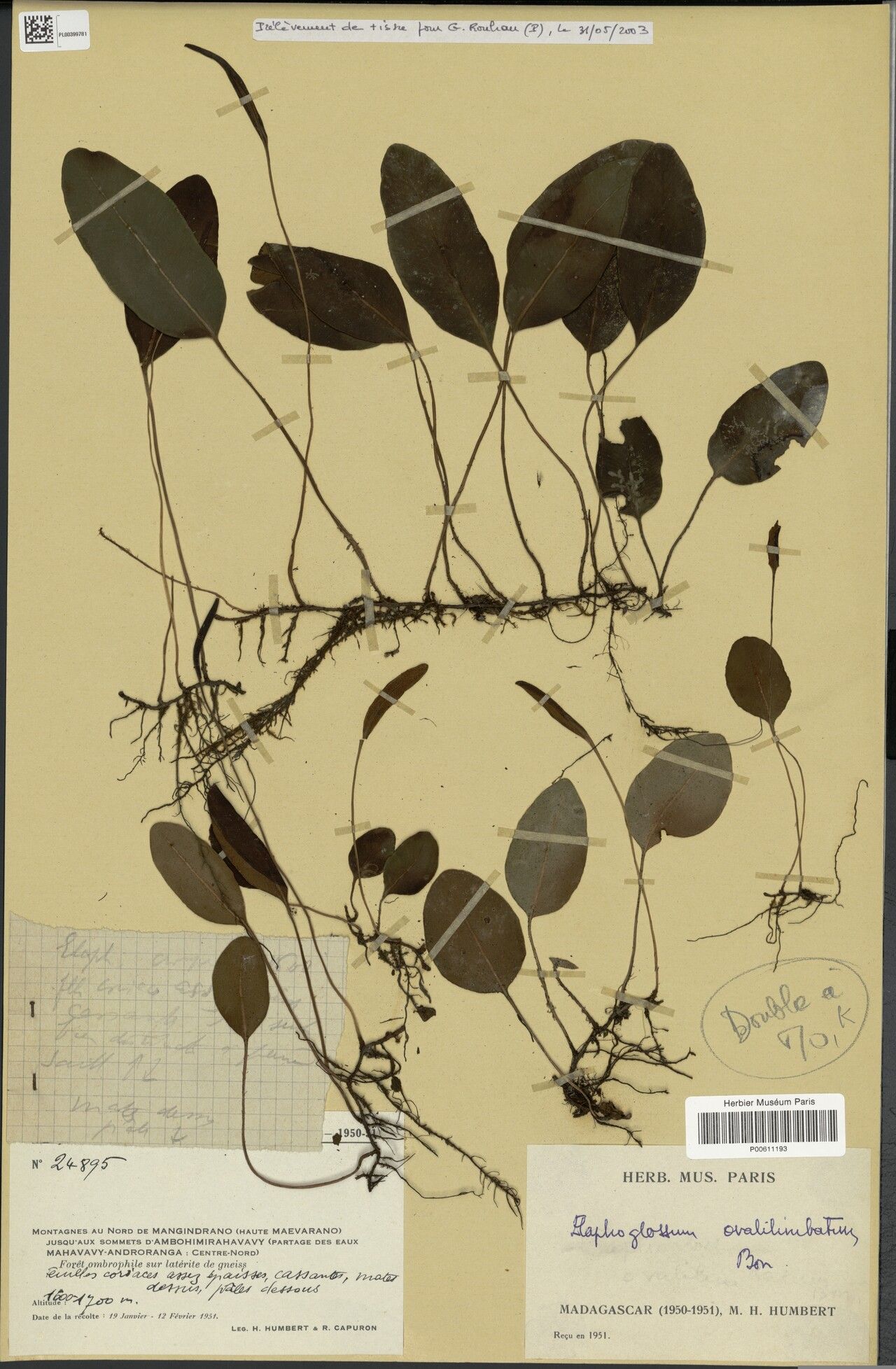 Elaphoglossum ovalilimbatum — houseplant care guide