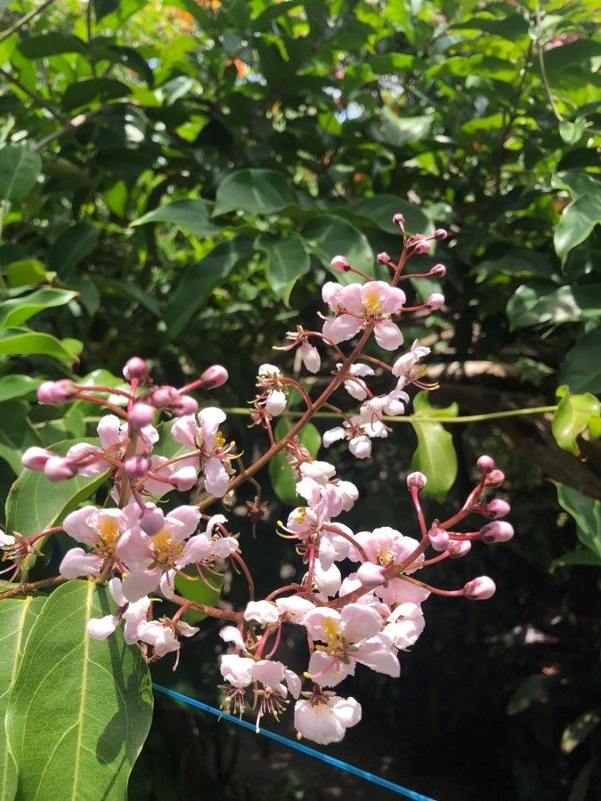 Loxodiscus coriaceus flower