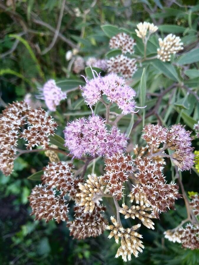 Tessaria integrifolia flower