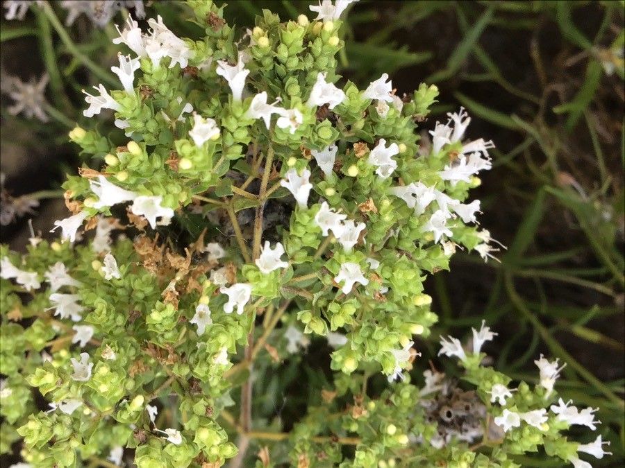 Campanula andrewsii flower
