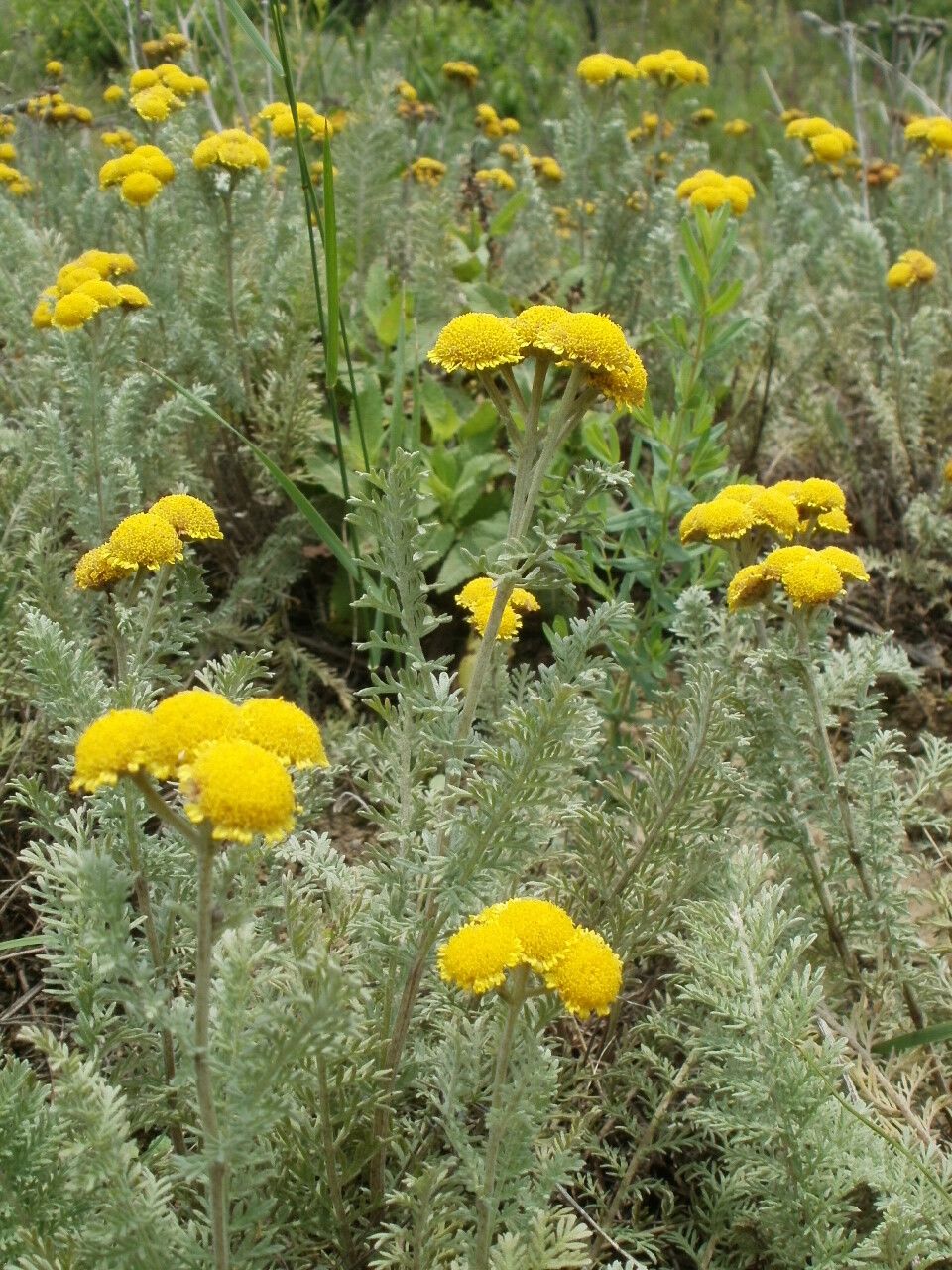 Tanacetum millefolium habit