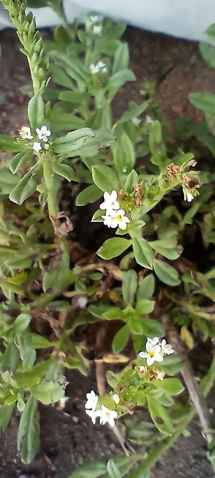 Heliotropium procumbens flower