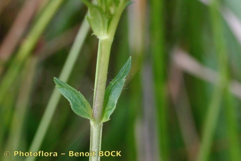 Viola persicifolia bark