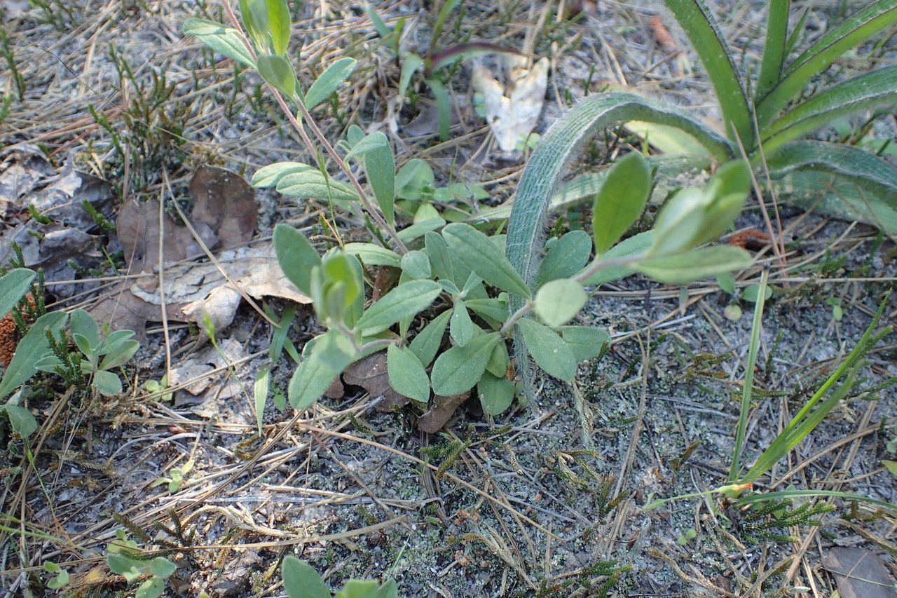 Helianthemum georgianum habit