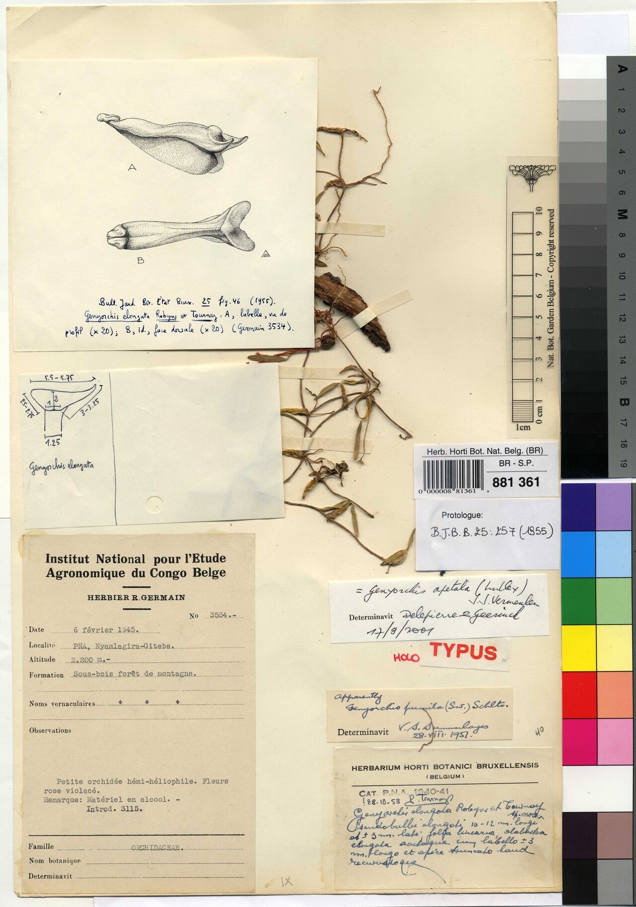 Bulbophyllum paulae — houseplant care guide