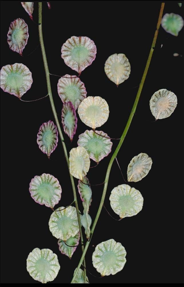 Thysanocarpus radians habit