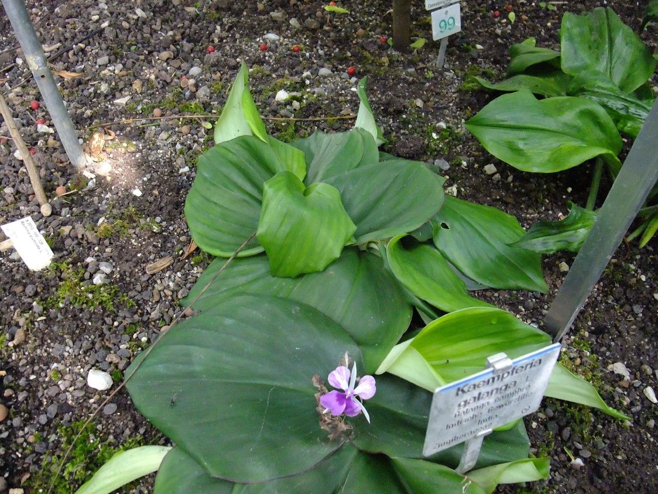 Kaempferia galanga habit