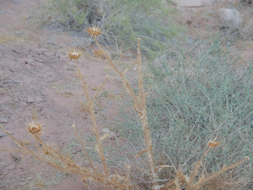 Onopordum alexandrinum other