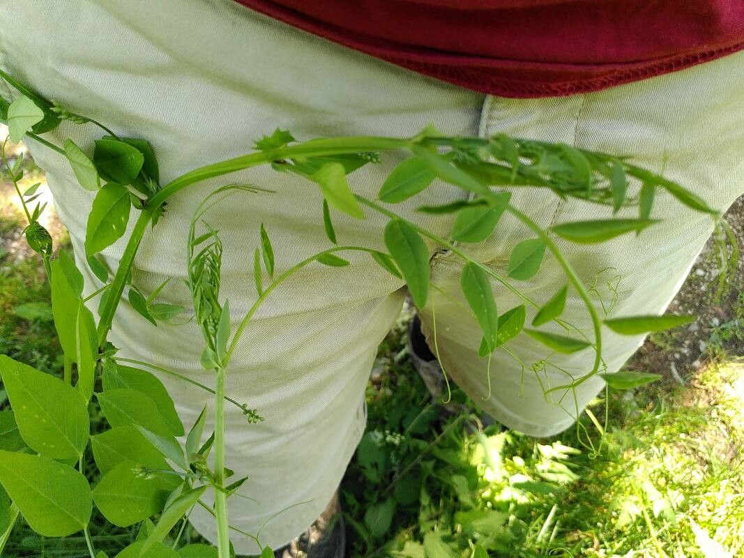 Vicia dumetorum leaf