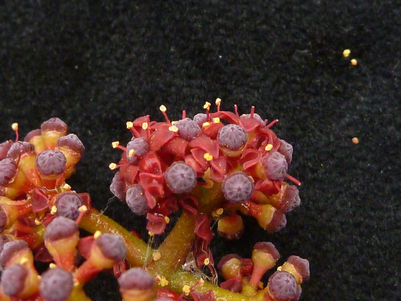 Ampelocissus divaricata habit