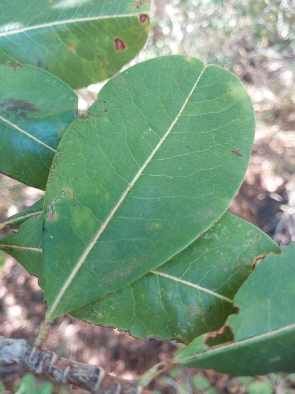 Erythroxylum platyclados — houseplant care guide