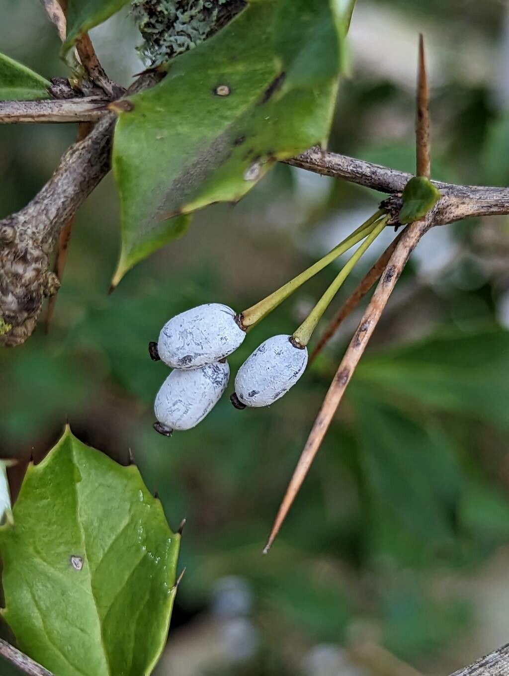 Berberis pruinosa fruit