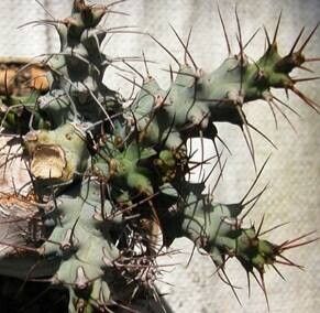 Euphorbia eilensis — houseplant care guide