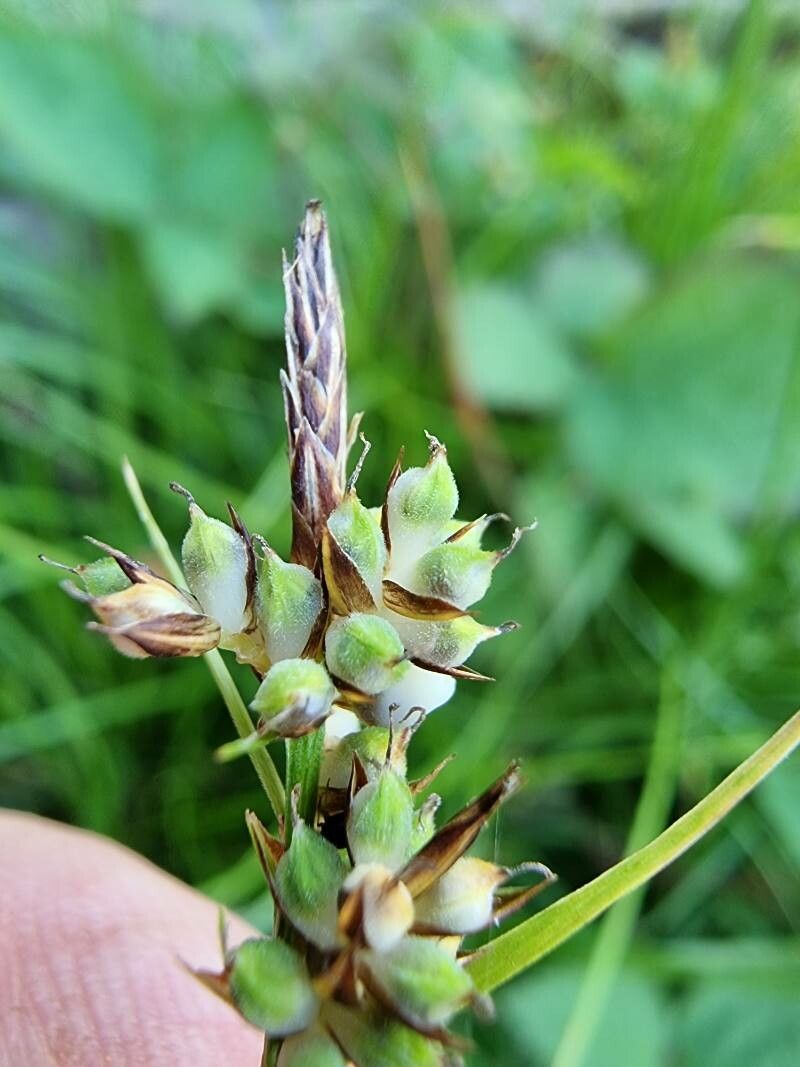 Carex pilulifera flower