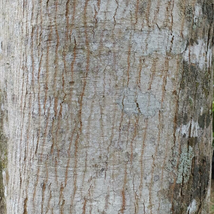 Simarouba glauca bark