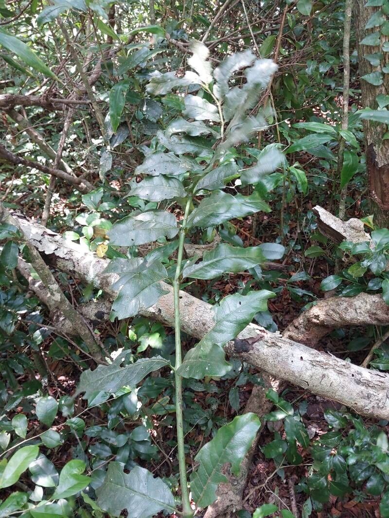 Polyscias duplicata — search result for 'Polyscias'