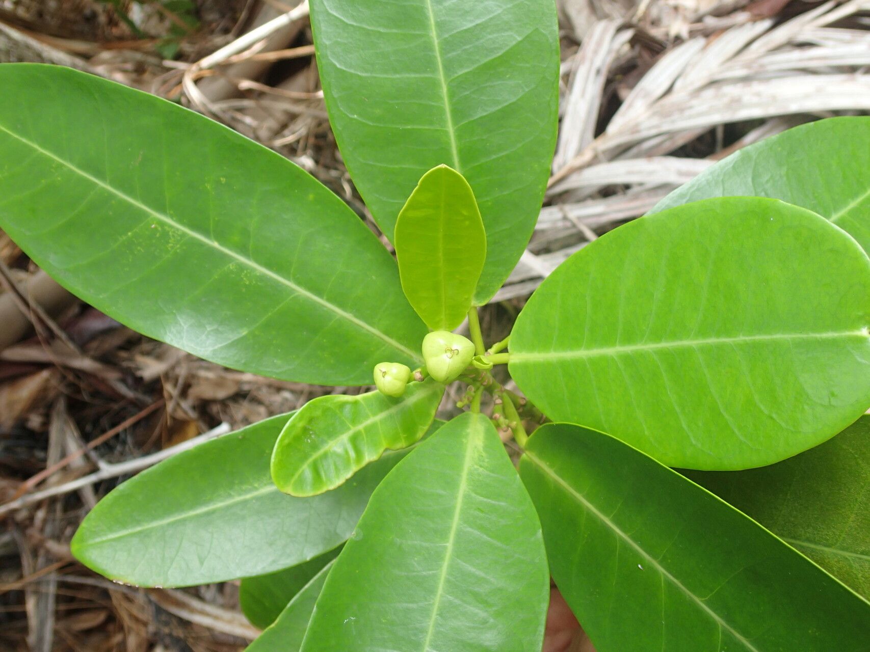 Excoecaria benthamiana — related species from the same genus