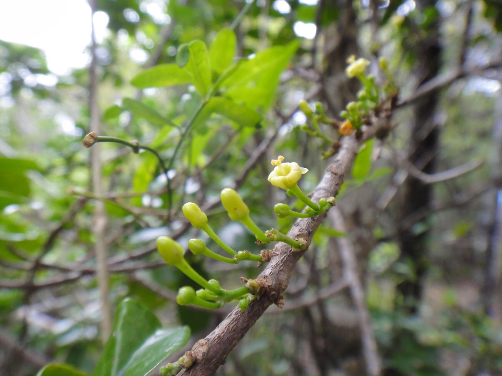 Trigonostemon cherrieri — houseplant care guide