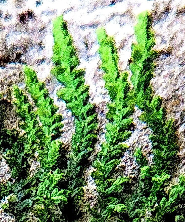 Selaginella banksii leaf