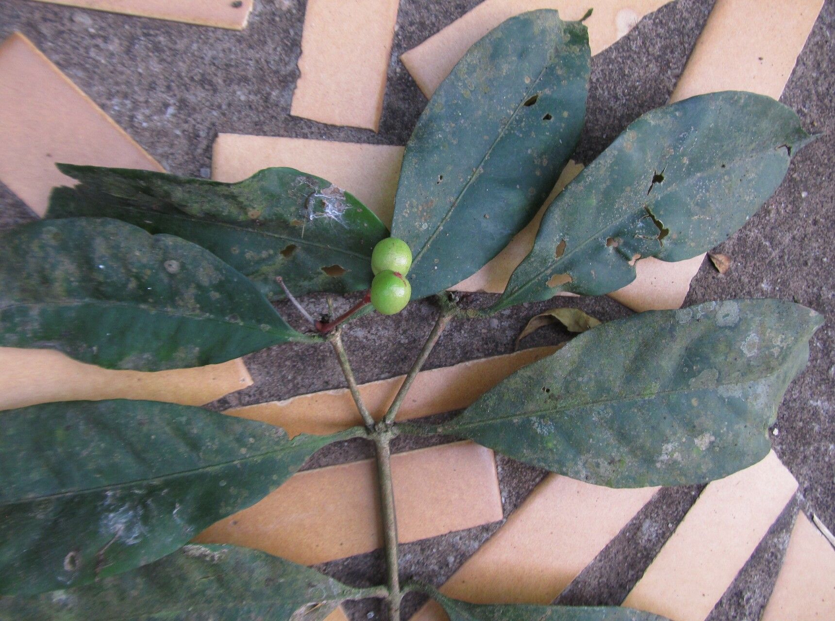 Ixora guineensis fruit