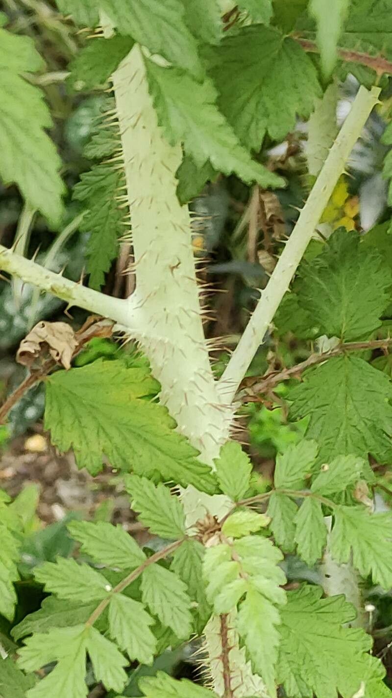 Rubus thibetanus bark