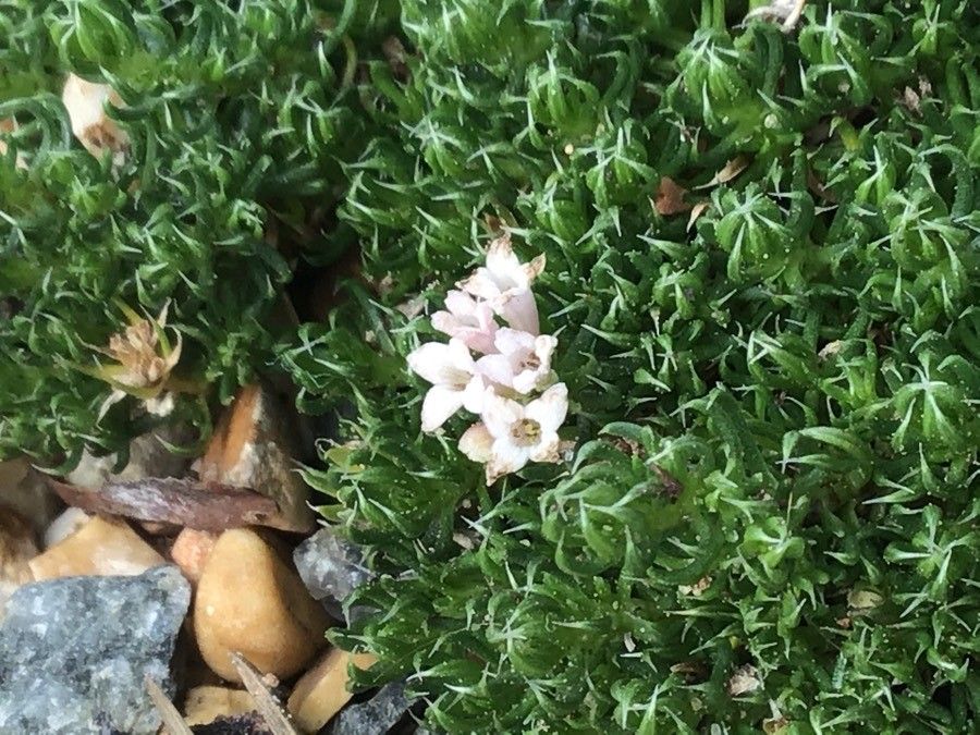 Asperula gussonei flower