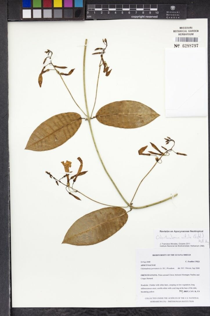 Odontadenia nitida other