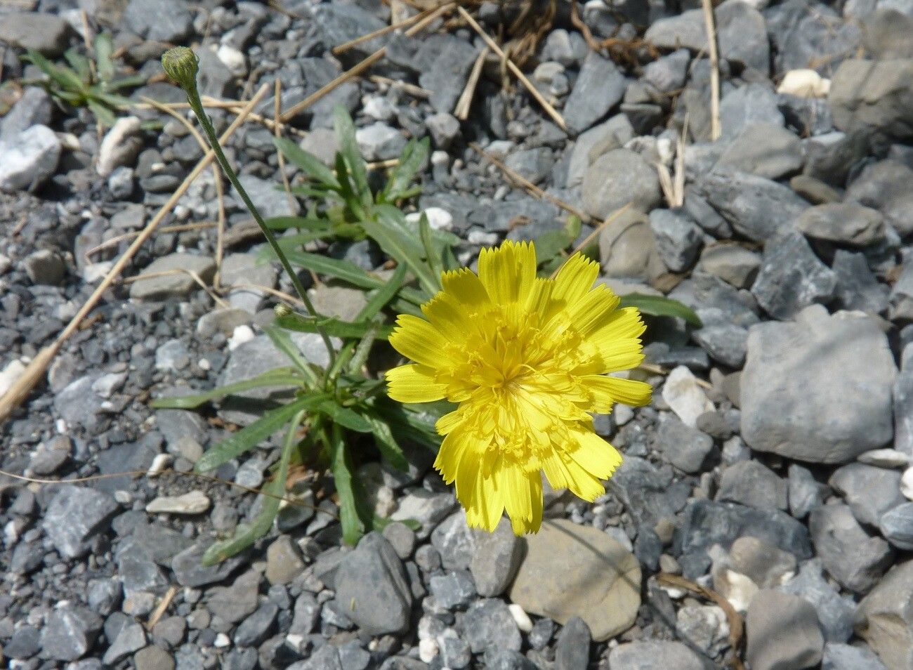 Tolpis staticifolia flower
