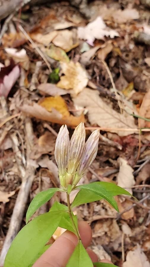 Gentiana villosa flower