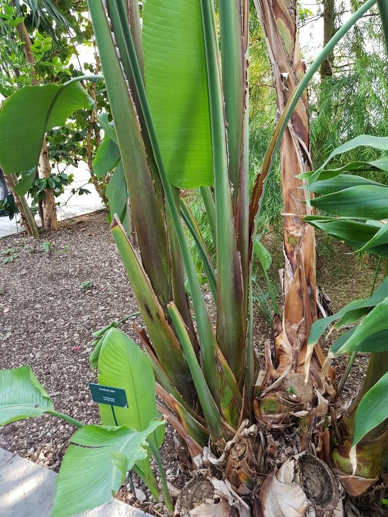 Strelitzia alba habit